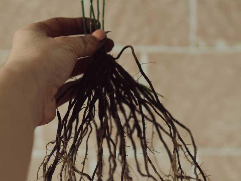 Les étapes pour diviser l'Asparagus