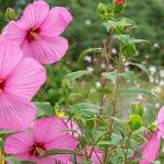 Associer les hibiscus des marais : 5 idées pour un massif luxuriant