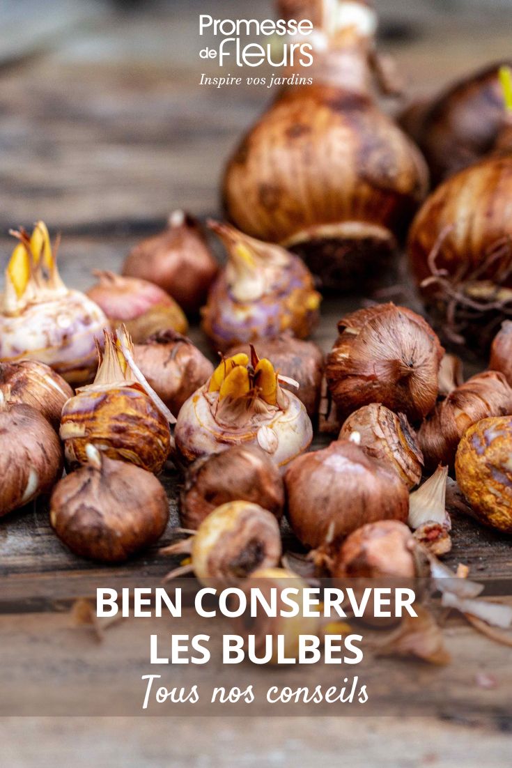 Crocus and Daffodil Bulbs