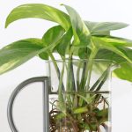 Quelles plantes peut-on bouturer dans l’eau ?