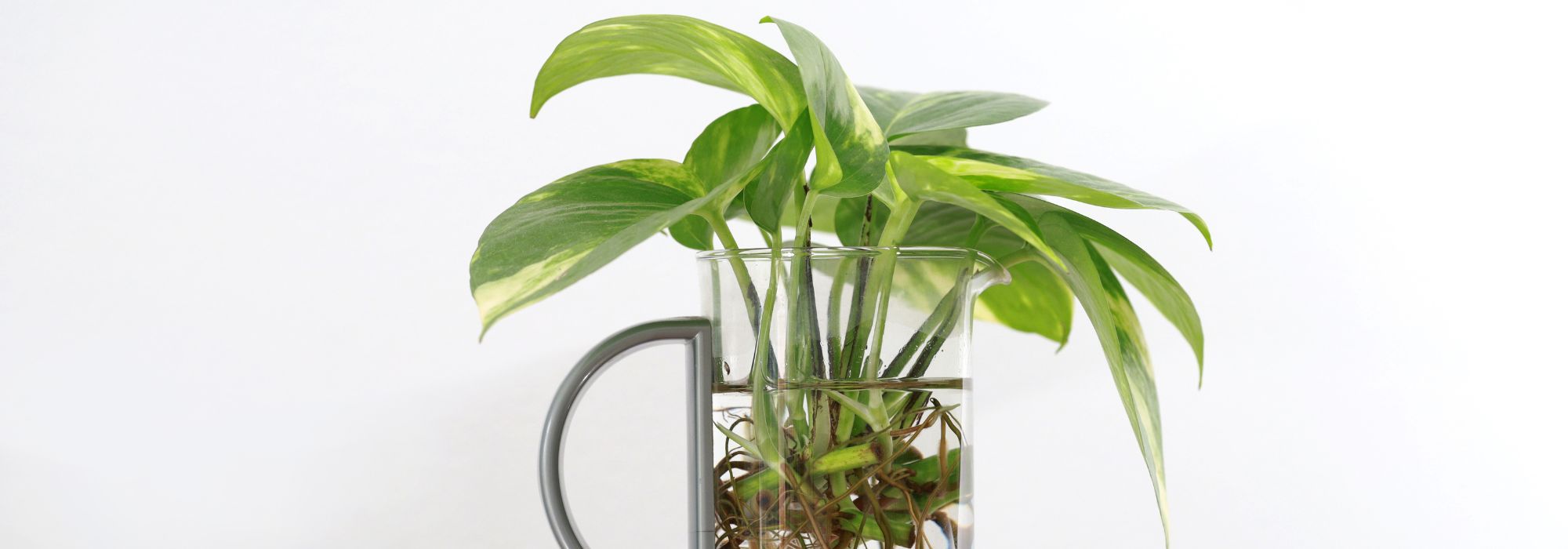 Quelles plantes peut-on bouturer dans l’eau ?