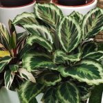 Comment rempoter un Calathea sans stress ?