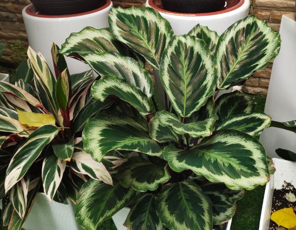 Comment rempoter un Calathea sans stress ?