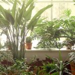 Nos conseils pour bouturer vos plantes d’intérieur facilement !