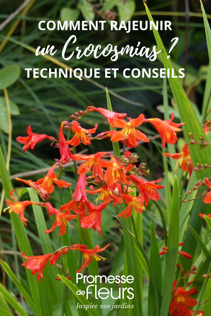 fleurs de Crocosmias