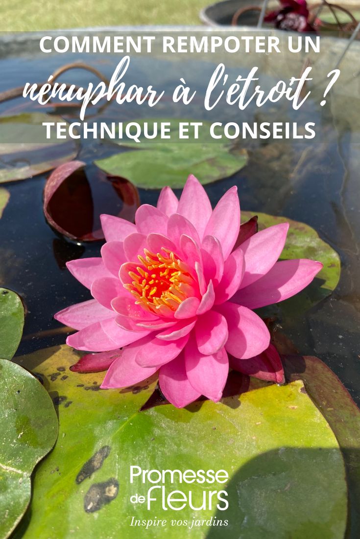 rempoter un nenuphar