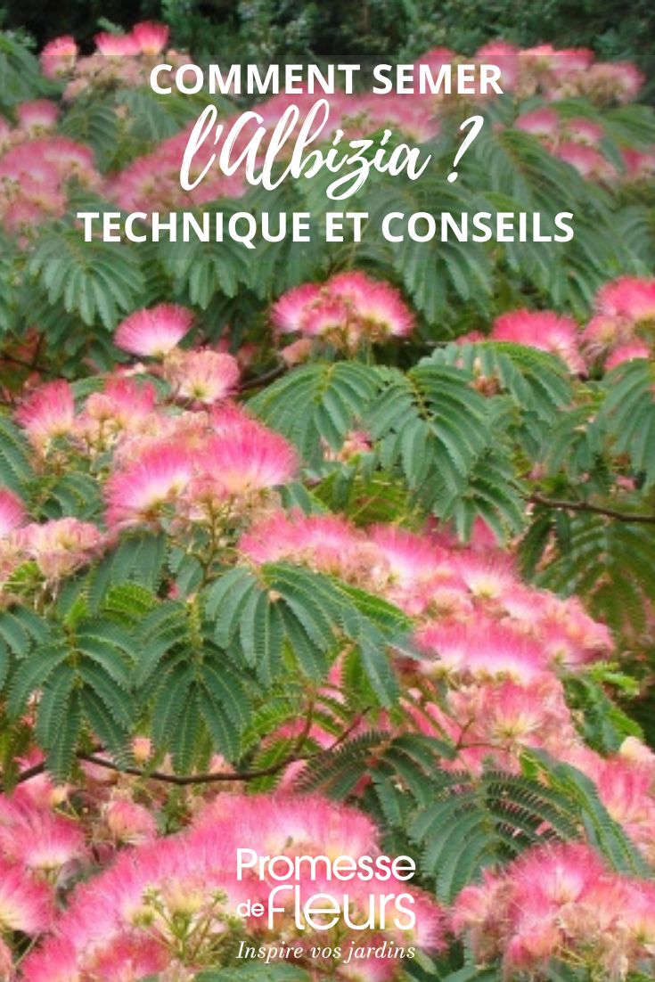 fleurs d'albizia