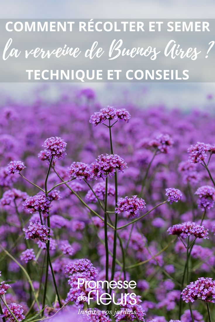 des fleurs de verveine de buenos aires
