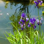 Créer un bassin naturel sans pompe ni filtre : est-ce possible ?