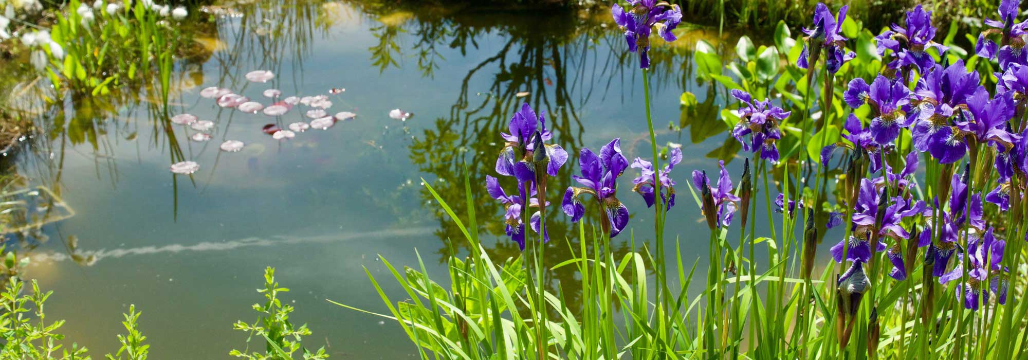 Créer un bassin naturel sans pompe ni filtre : est-ce possible ?