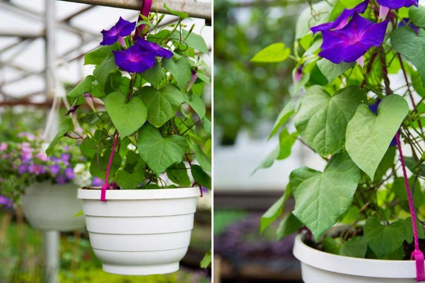 Ipomée plantée dans un pot suspendu