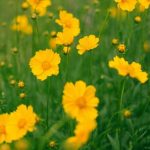 Comment diviser les Coreopsis pour les rajeunir et les multiplier ?