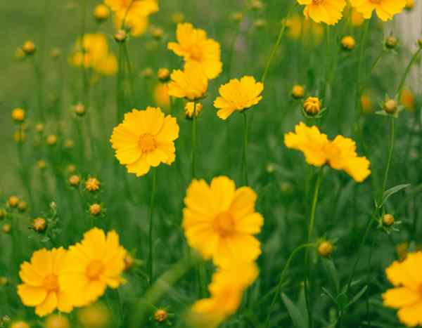 Comment diviser les Coreopsis pour les rajeunir et les multiplier ?