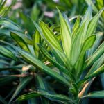 Comment bouturer un Dracaena facilement ?