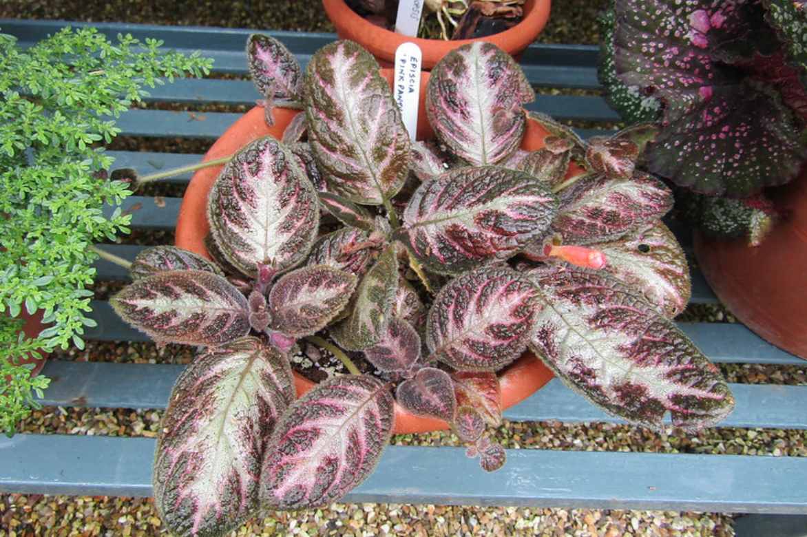 Episcia cupreata