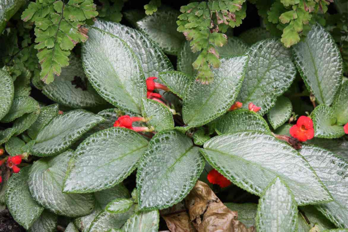 Episcia cupreata Silver Sheen 