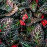 Episcia : entretien, culture en intérieur, bouture