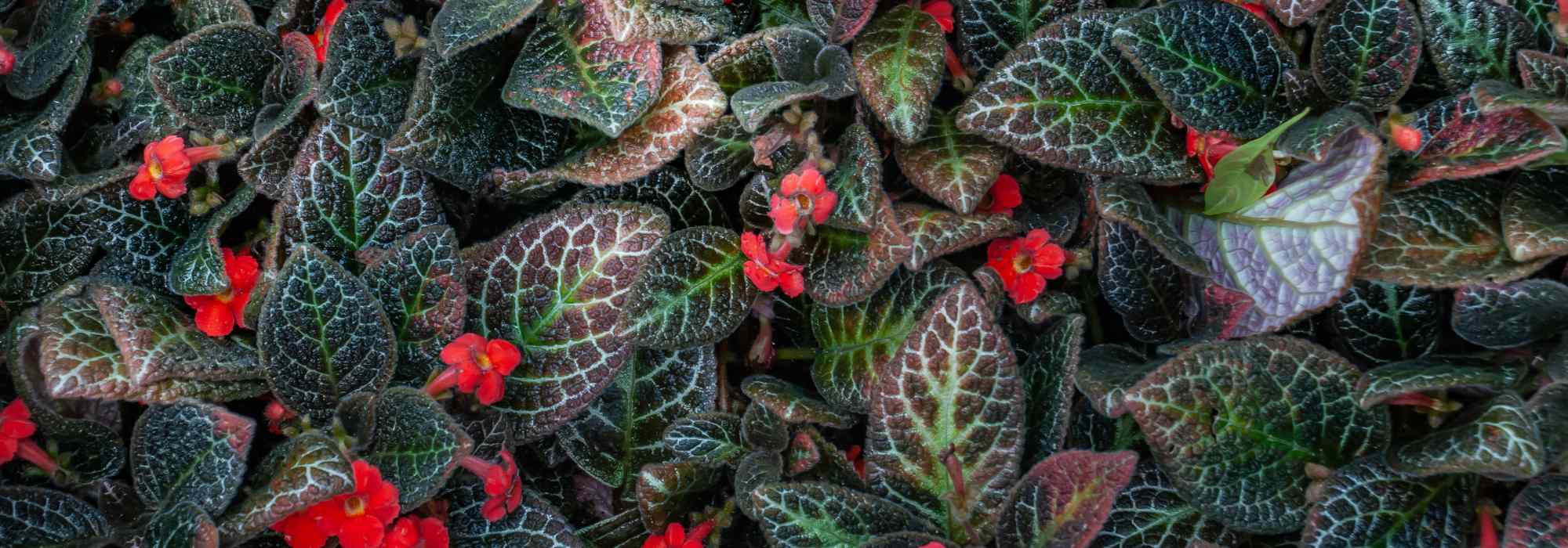 Episcia : entretien, culture en intérieur, bouture
