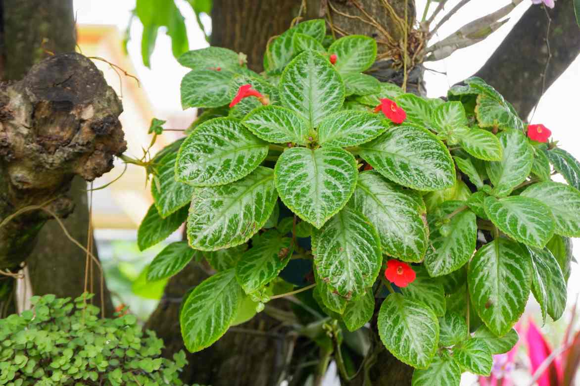 Episcia environnement tropical