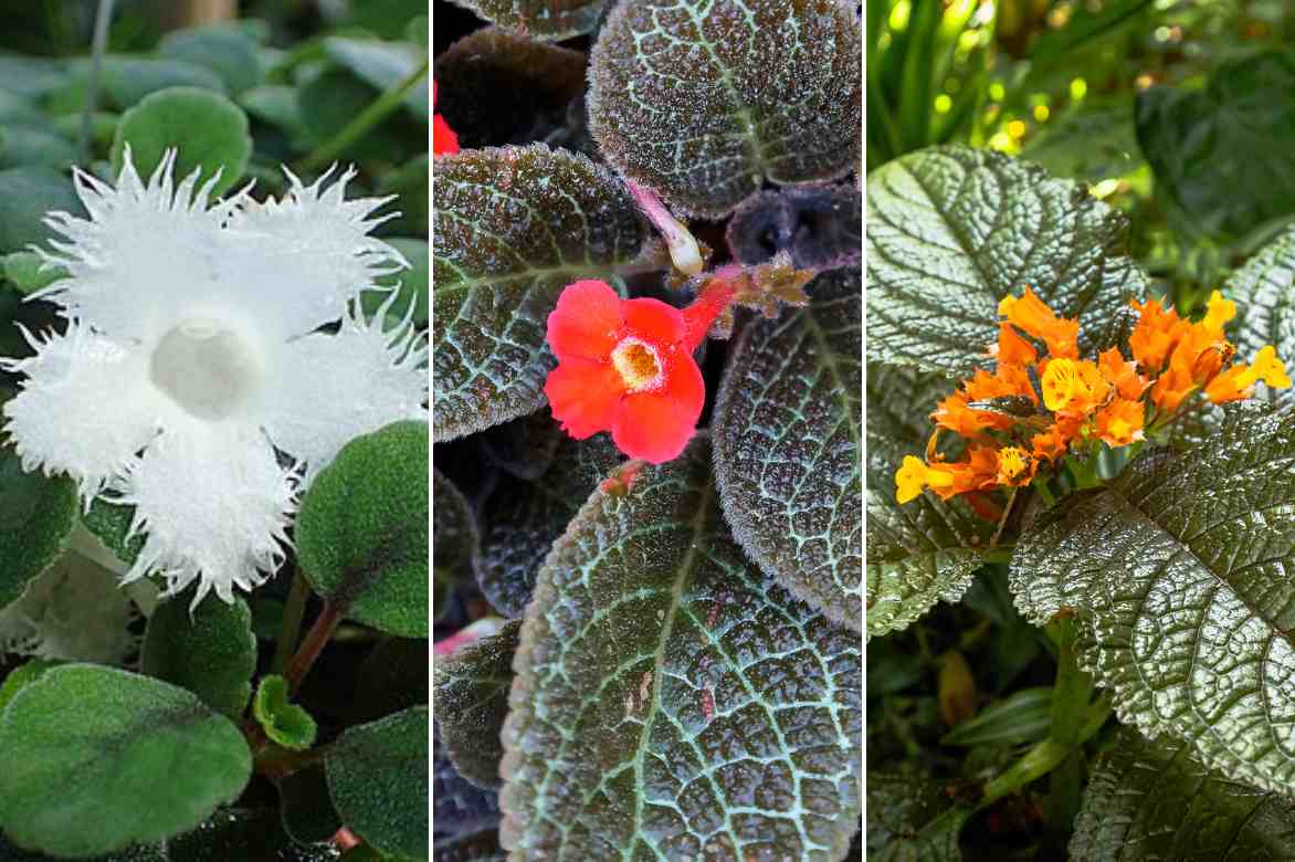 couleurs floraisons Episcias