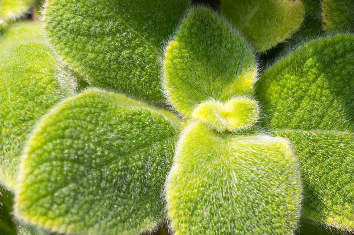 especes d Episcia