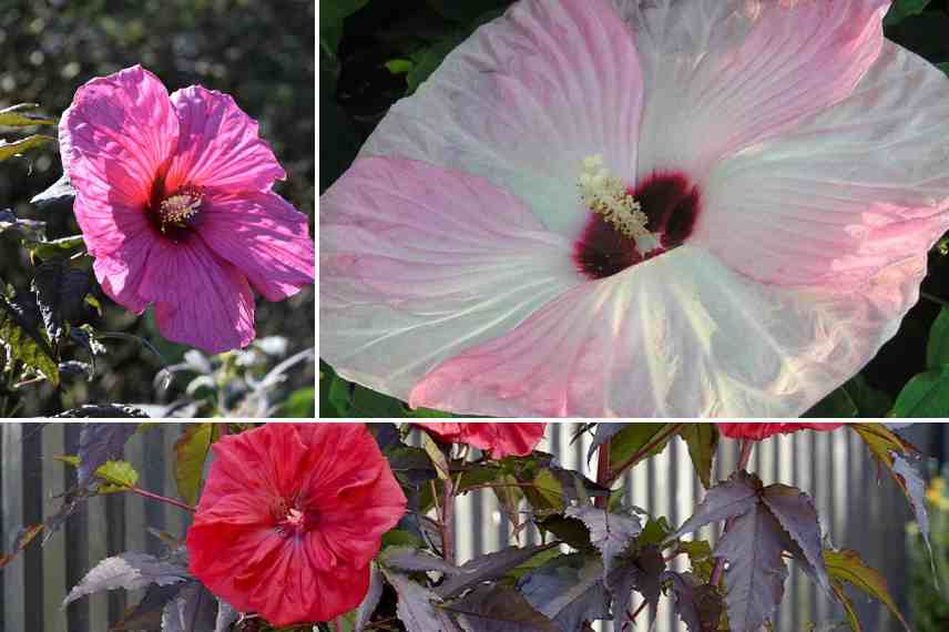 varietes d hibiscus des marais