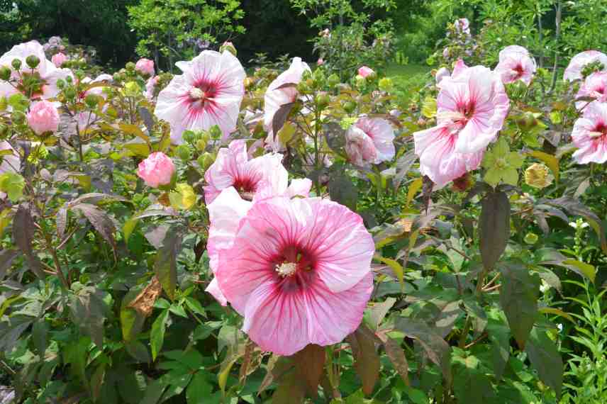 hibiscus moscheutos