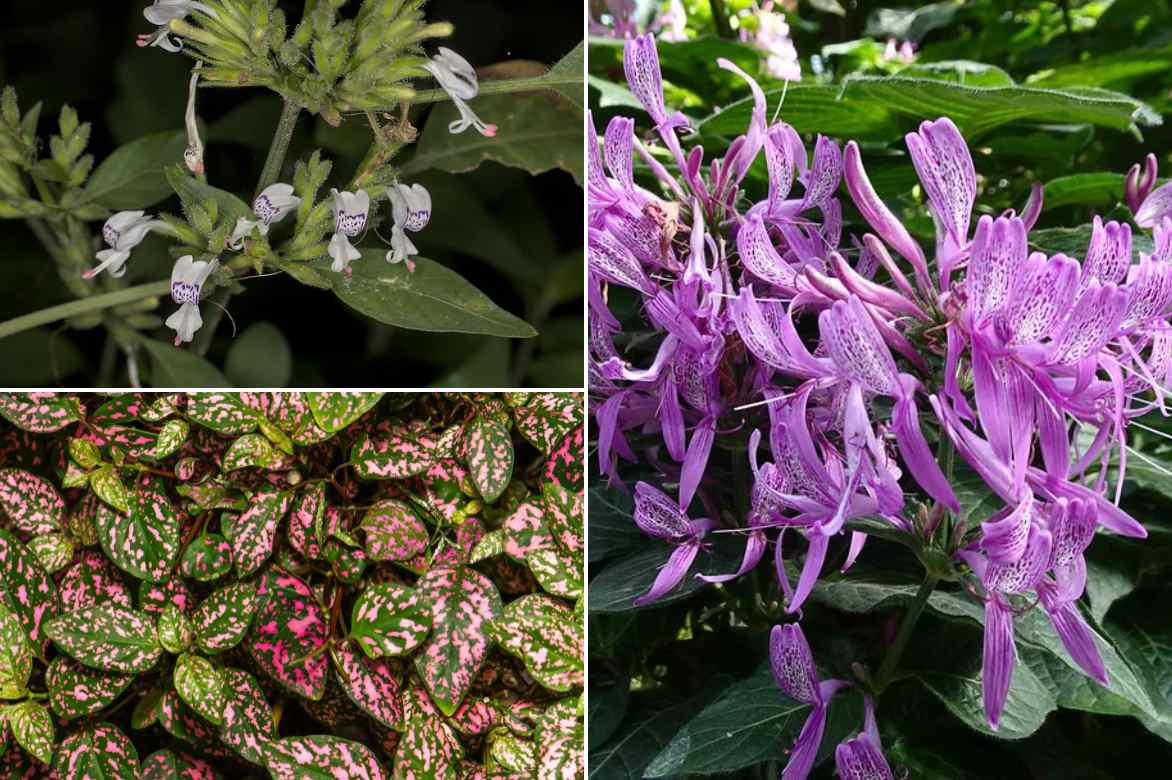 floraison des hypoestes