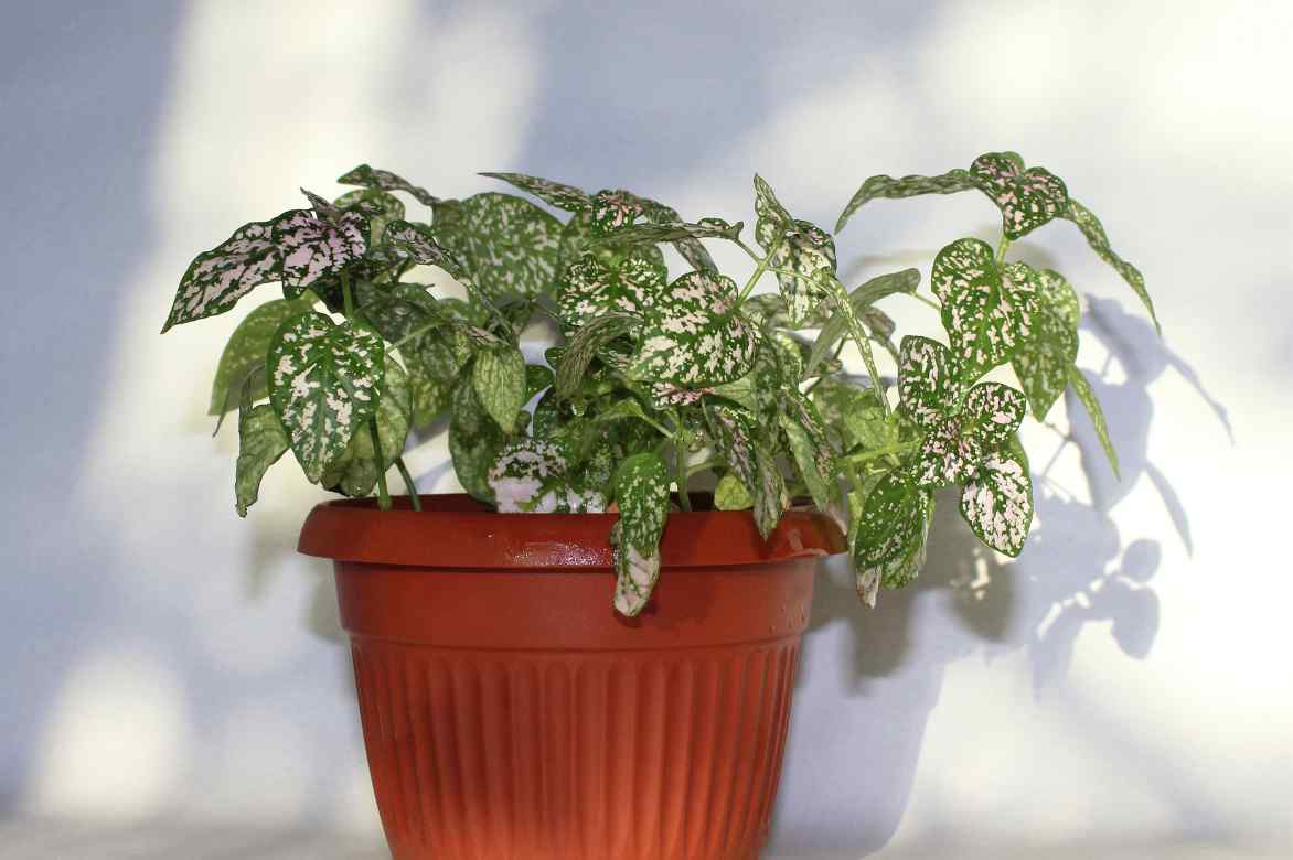 ou placer un hypoestes interieur