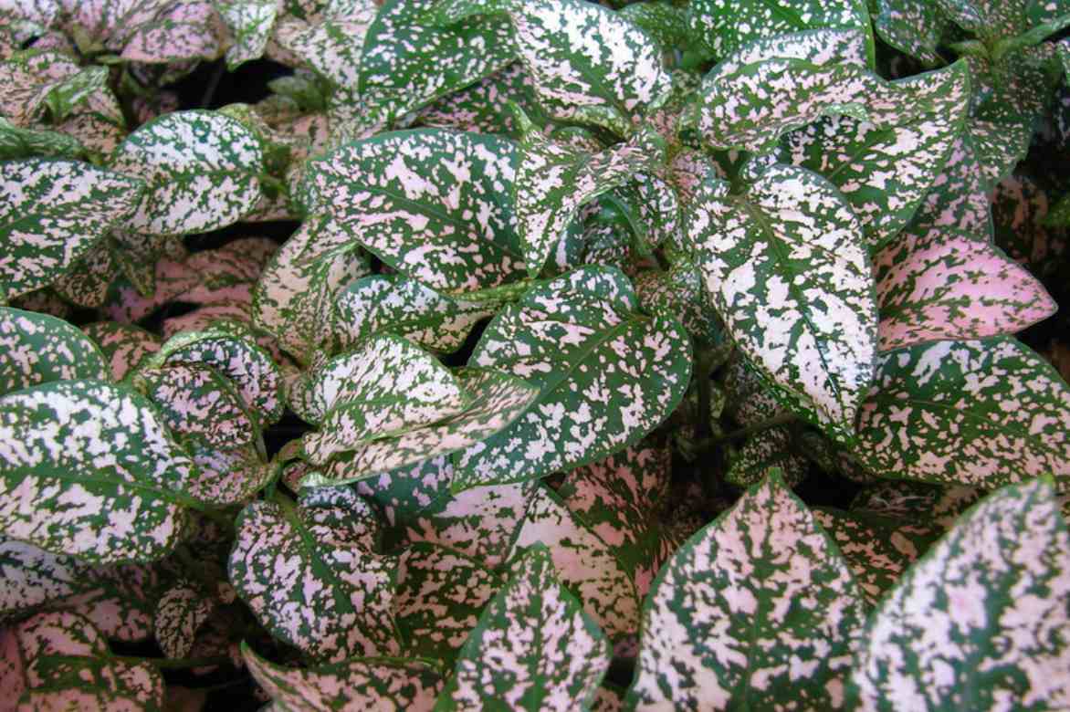 plante aux éphélides