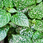 Hypoestes phyllostachya – Plante aux éphélides  : tout savoir