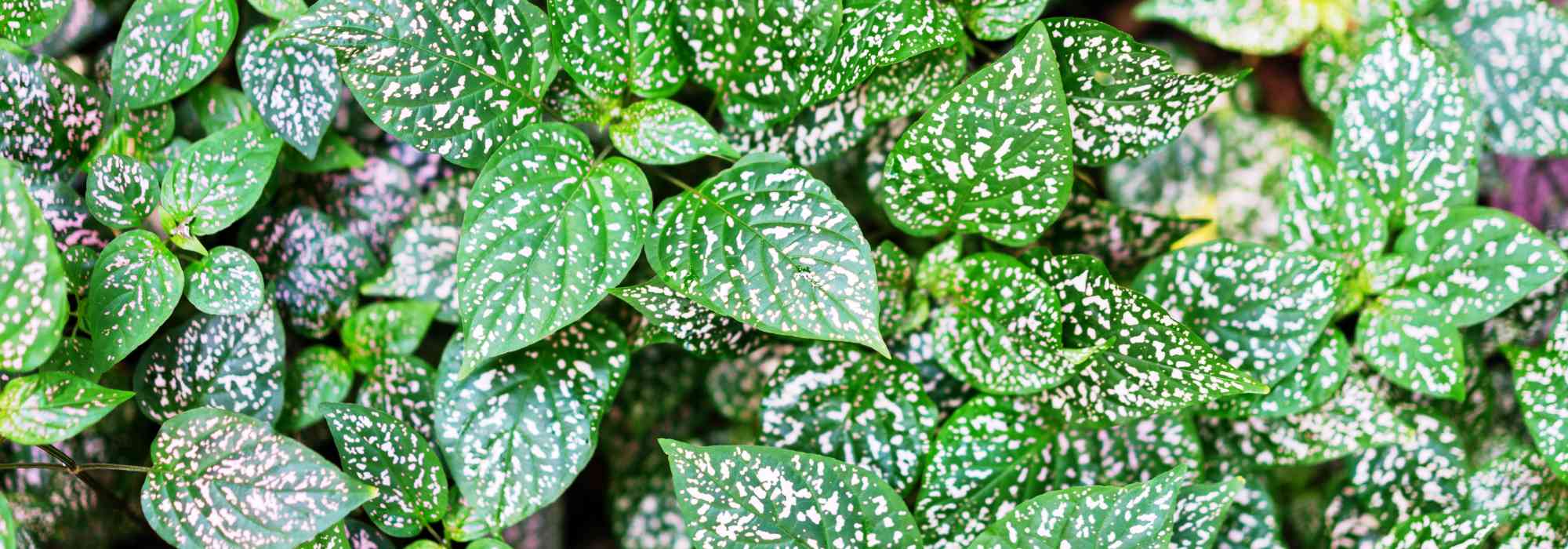 Hypoestes phyllostachya – Plante aux éphélides  : tout savoir