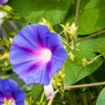 Ipomée : Comment réussir sa culture en pleine terre ou en pot ?