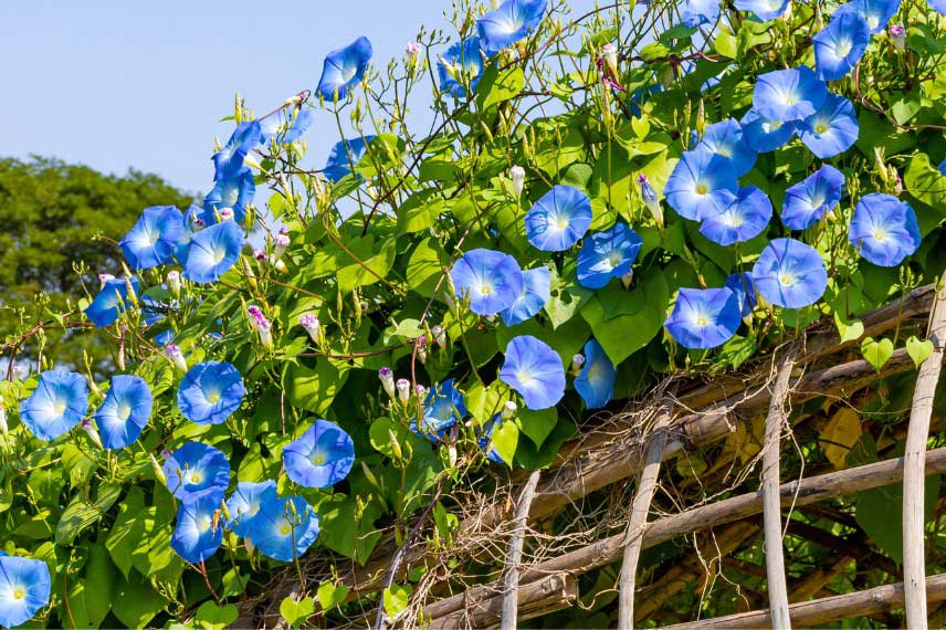 Ipomée à fleurs bleues