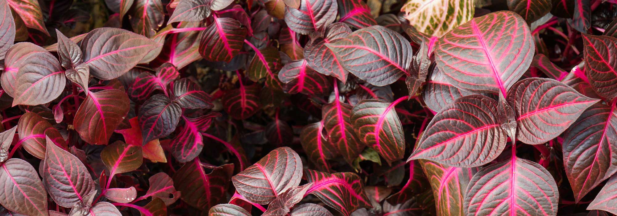 Iresine : conseils de culture et d'entretien