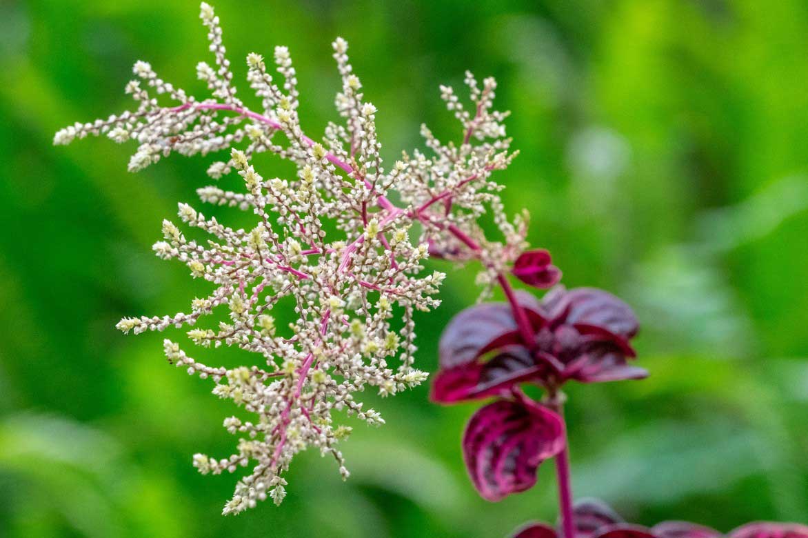 Iresine herbstii en fleurs