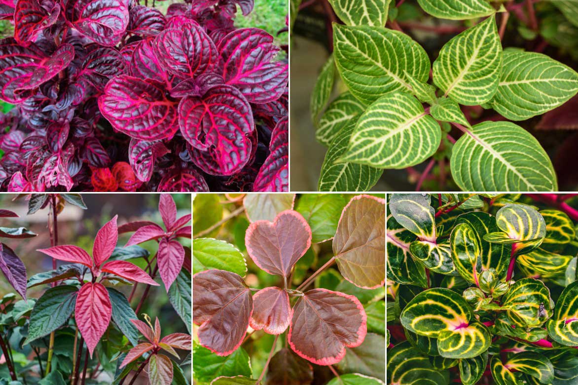 Differentes varietes d'Iresine