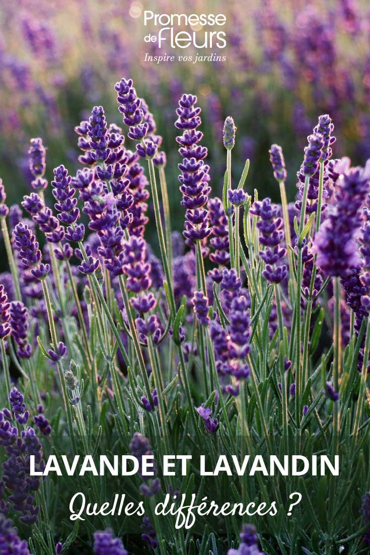 Comment différencier lavande et lavandin