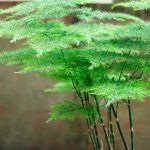 Comment multiplier l'Asparagus ?