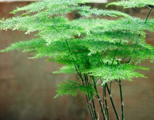 Comment multiplier l'Asparagus ?