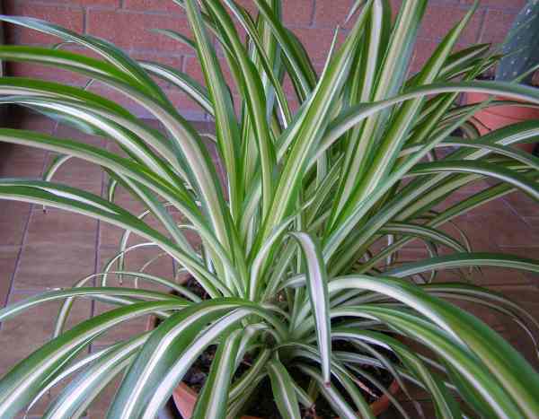 Comment multiplier la plante araignée facilement ?