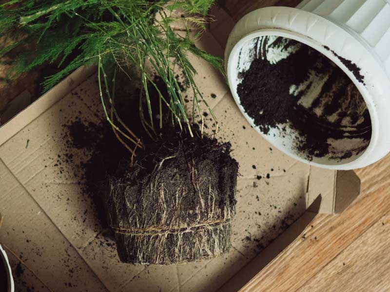 Comment diviser l'Asparagus