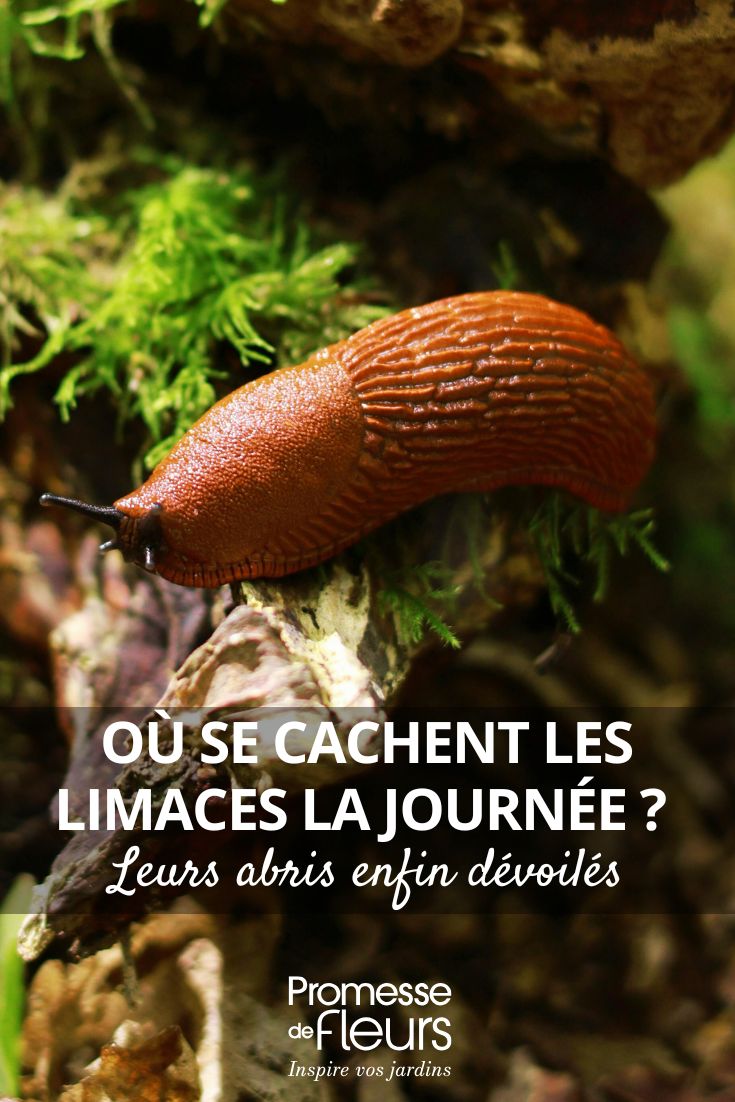 les cachettes des limaces