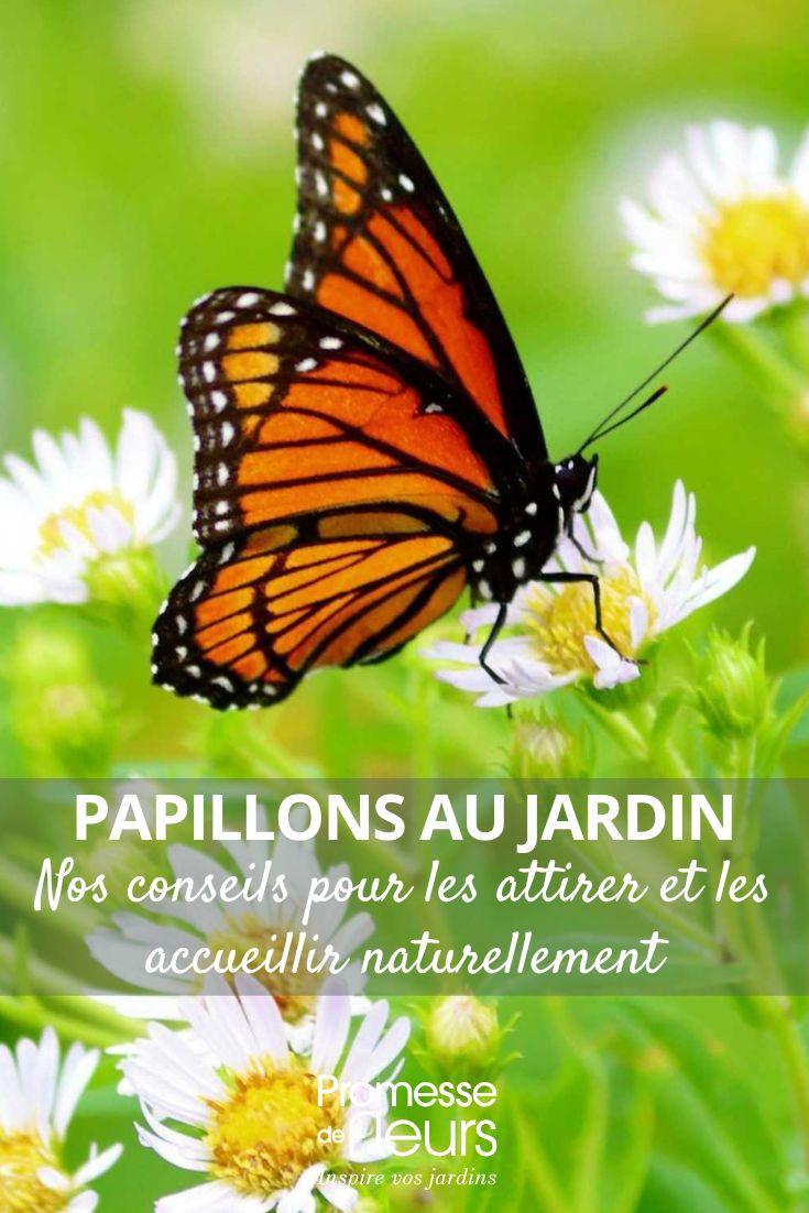 un papillon au jardin