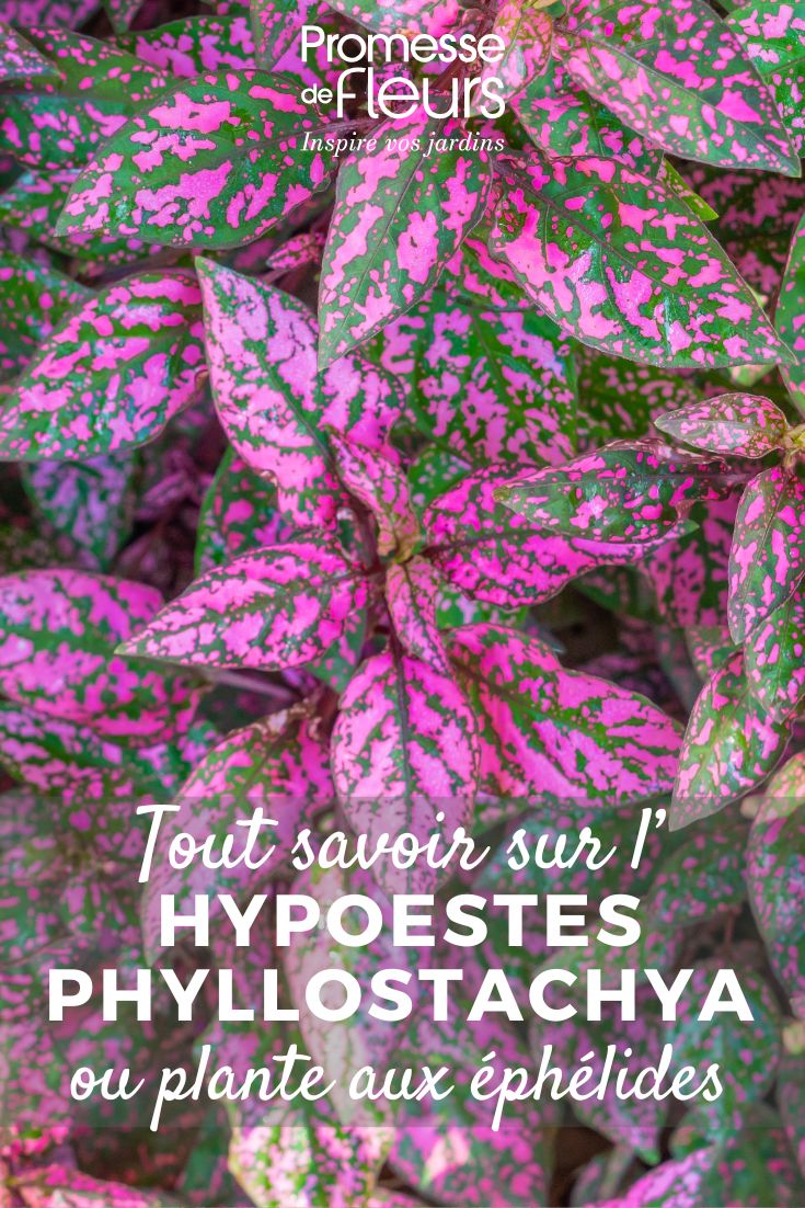 Plante aux éphélides