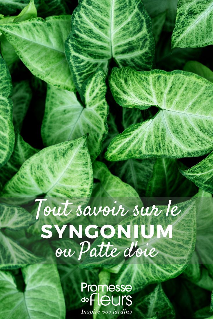 feuilles de syngonium