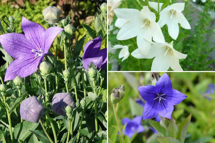 quel platycodon pour un pot