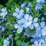 Comment protéger le Plumbago du froid en hiver ?
