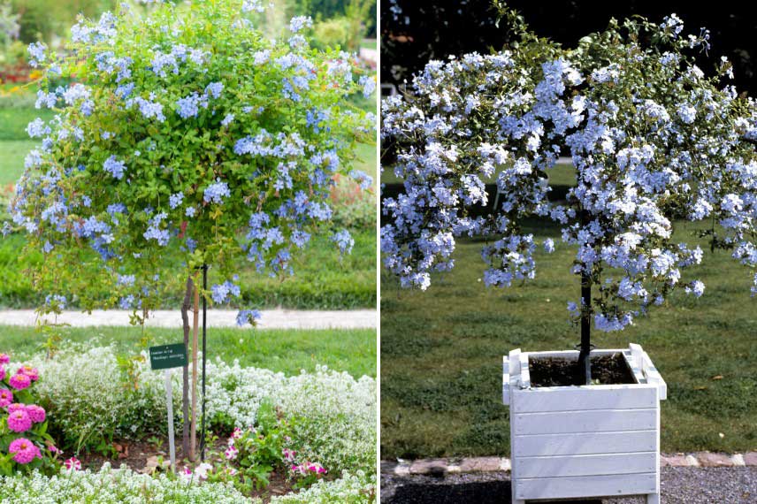 Plumbago, Dentelaire du Cap, cultivé en pleine terre ou en pot