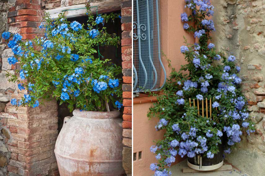 Plumbago cultivé en pot
